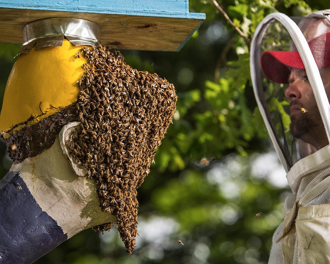 Live honey bee removal from structure in Caldwell Texas
